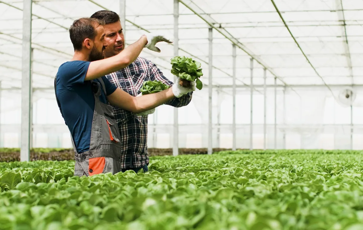 agronomist gardener holding organic healthy fresh salad showing to agricultural businessman discussing vegetables nutrition in hydroponics greenhouse plantation concept of agriculture
