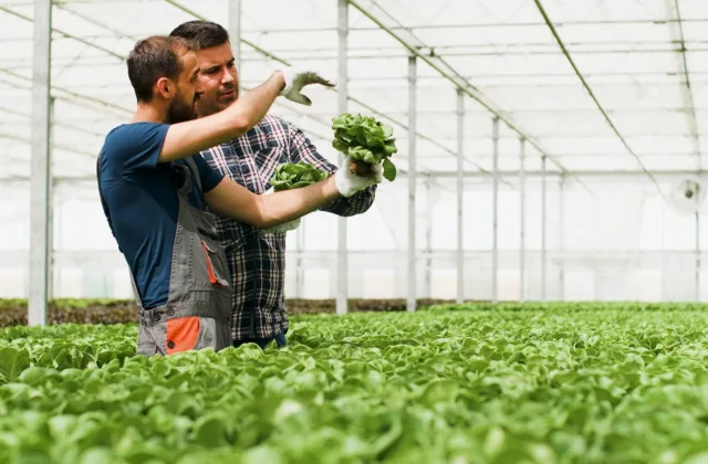 agronomist gardener holding organic healthy fresh salad showing to agricultural businessman discussing vegetables nutrition in hydroponics greenhouse plantation concept of agriculture