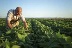 Descubra como o produtor rural pode abrir empresa em poucos passos.