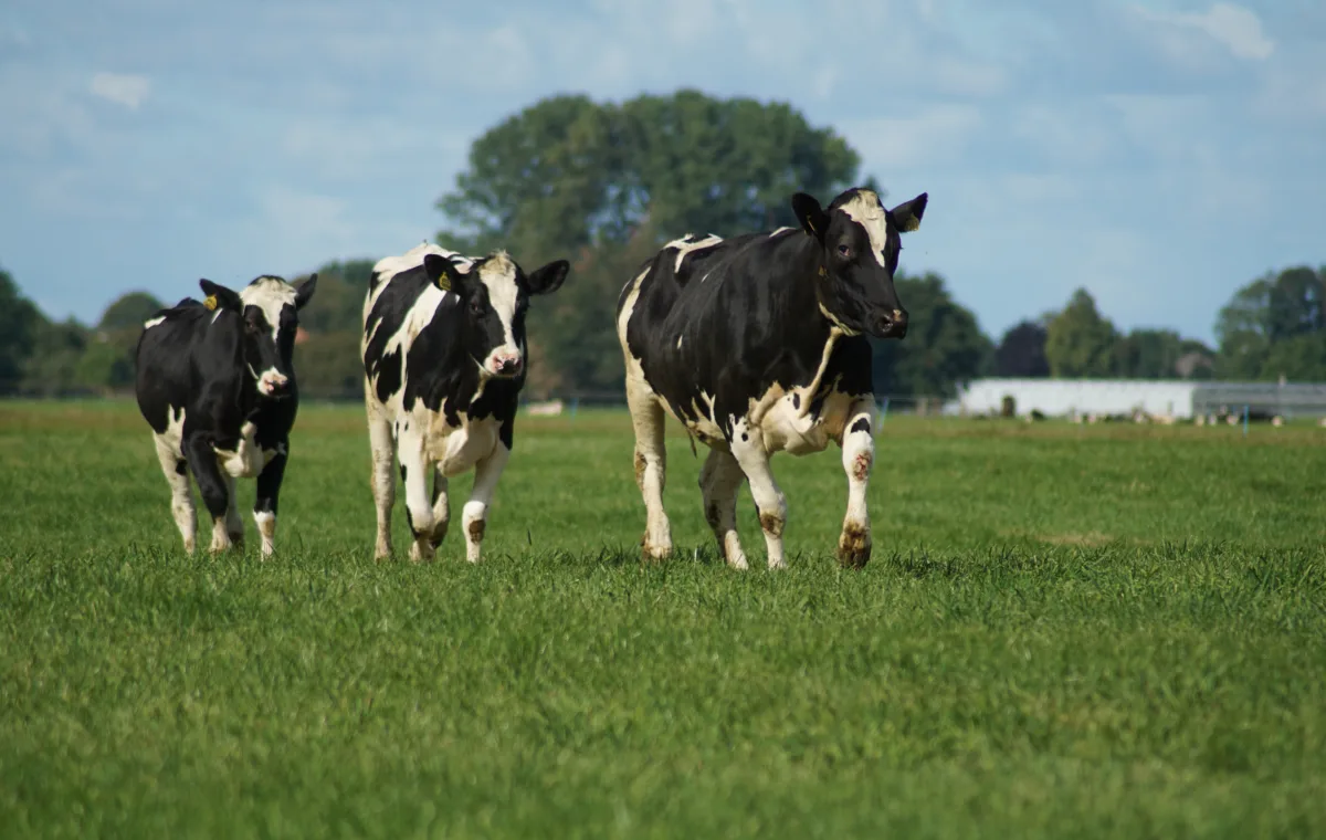 imagem ilustrativa de vacas na fazenda