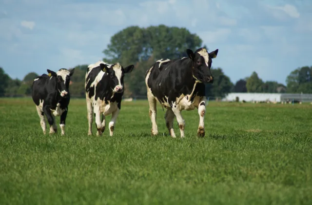 imagem ilustrativa de vacas na fazenda
