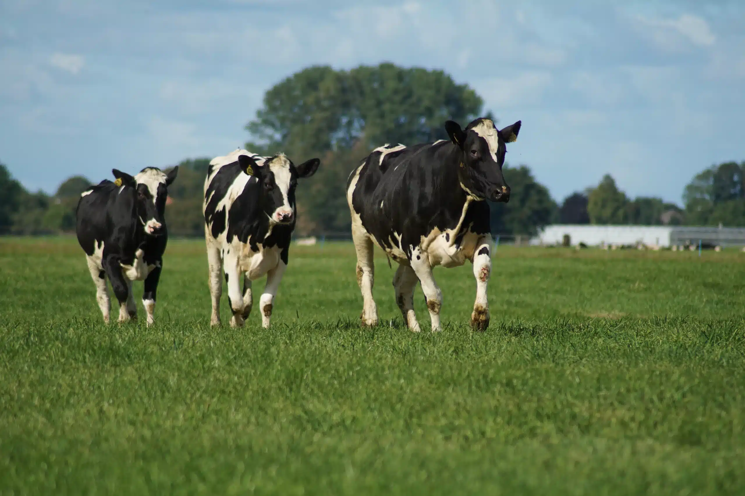 imagem ilustrativa de vacas na fazenda