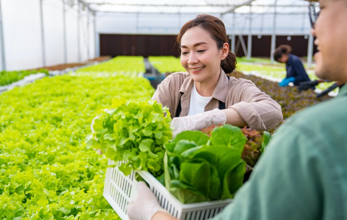 foto ilustra agricultor colhendo as verduras para próprio sustento.