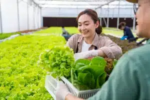 foto ilustra agricultor colhendo as verduras para próprio sustento.