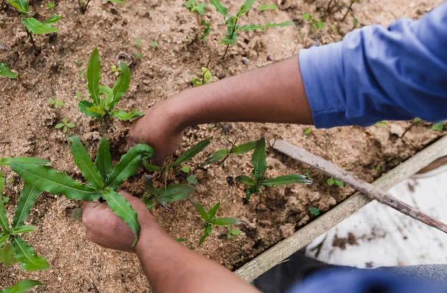 vantages e desvantagens agricultura familiar