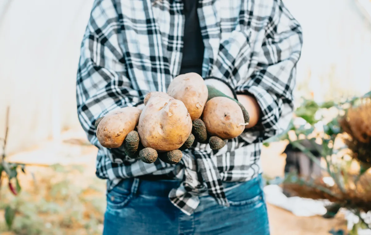 Homem mostra batata fazendo referência à agricultura familiar