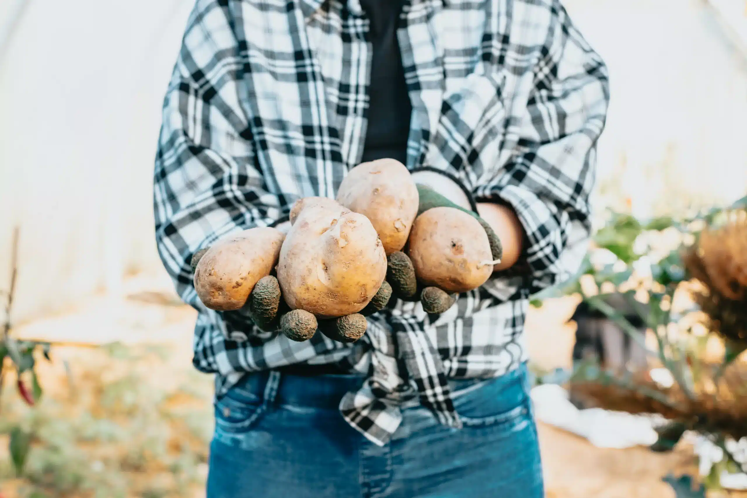 Homem mostra batata fazendo referência à agricultura familiar