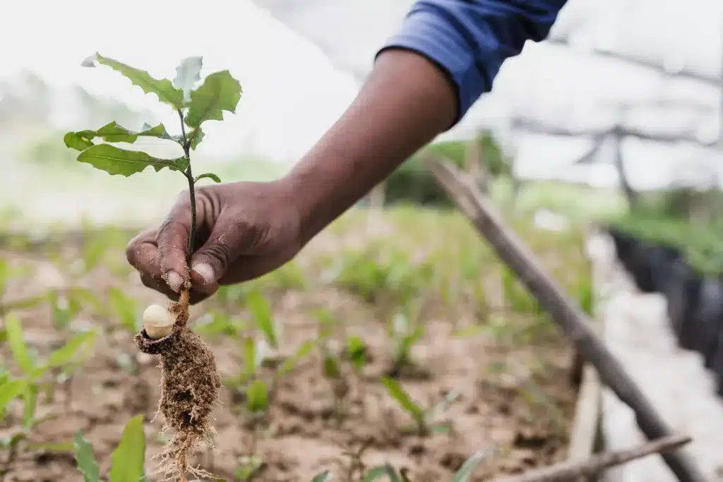 Homem planta uma muda de árvore.