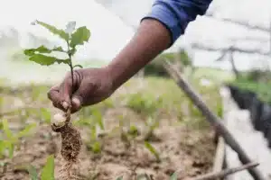 Homem planta uma muda de árvore.