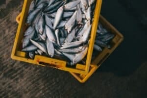 Aquicultura- tendências do setor no Brasil - SEBRAE RN