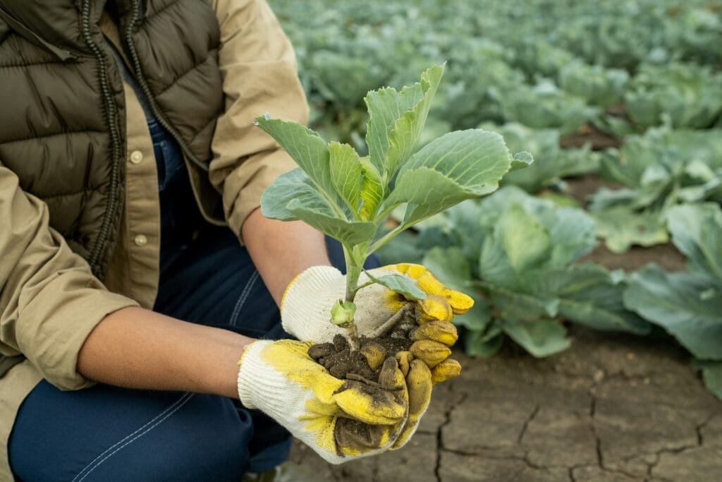 agricultura organica no brasil - sebrae rn