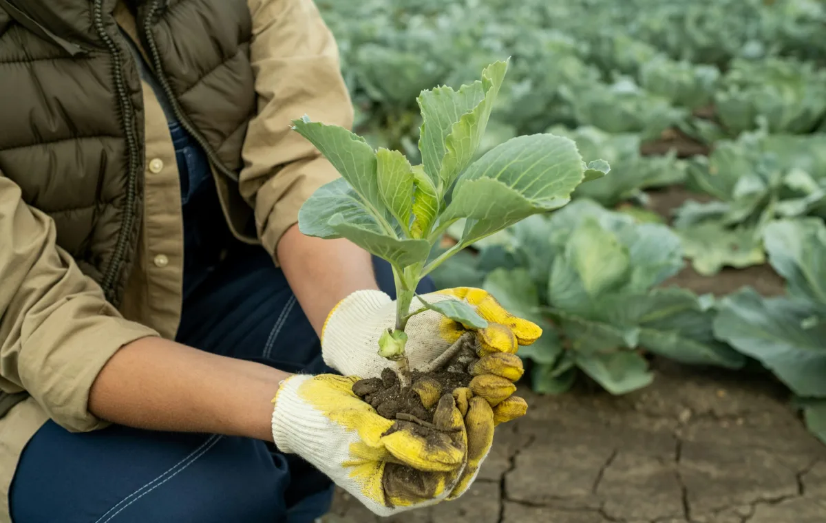 agricultura organica no brasil - sebrae rn