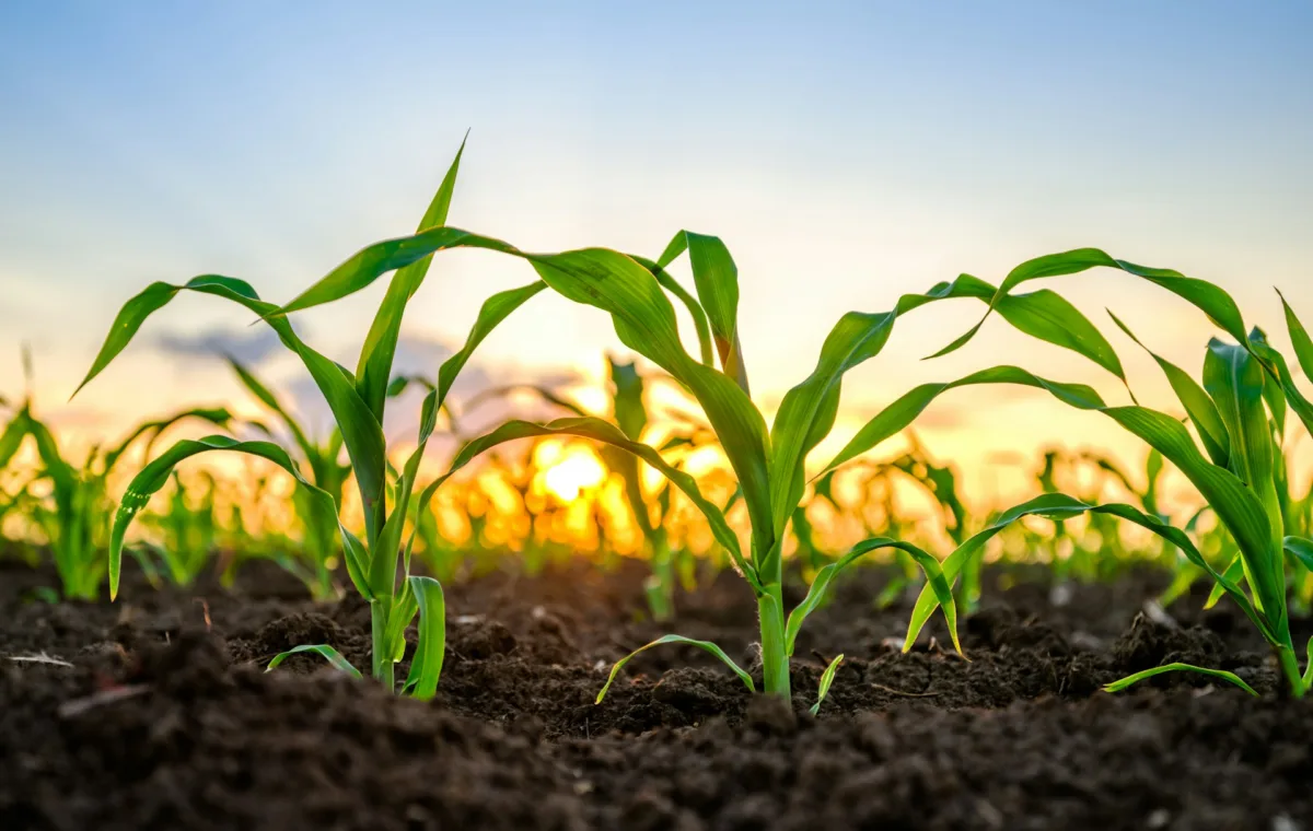 marca premium agronegocio-capa-sebrae rn