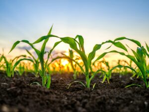marca premium agronegocio-capa-sebrae rn