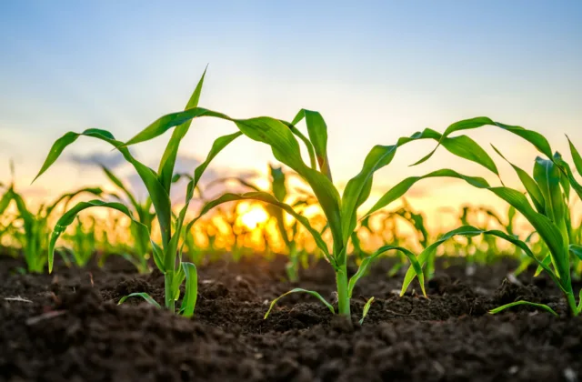 marca premium agronegocio-capa-sebrae rn
