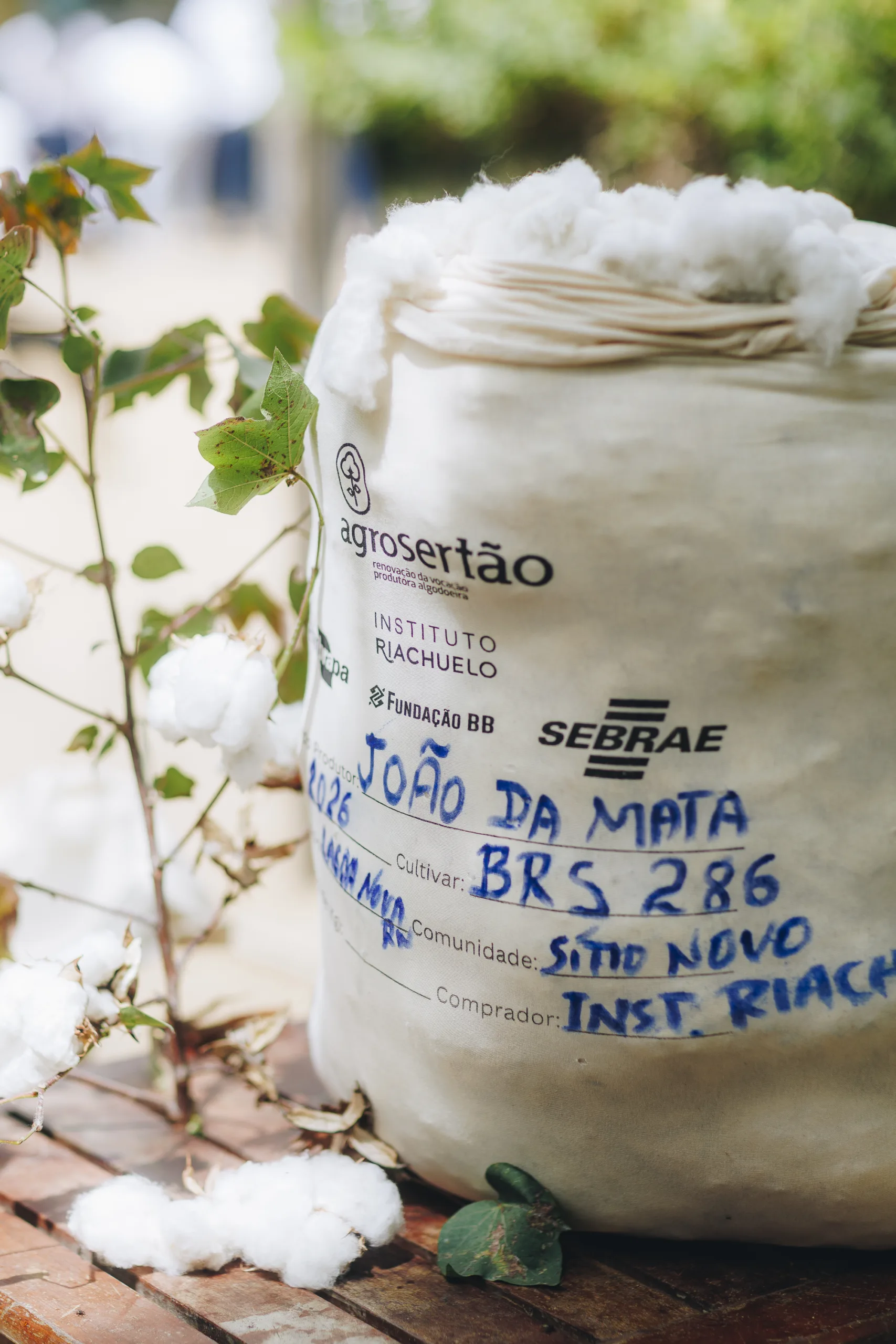 indústria têxtil potiguar-algodão do seridó-moda potiguar - sebrae rn - 9